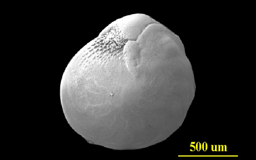 From Biscayne Bay, Florida, ventral (apertural) view, SEM, X70