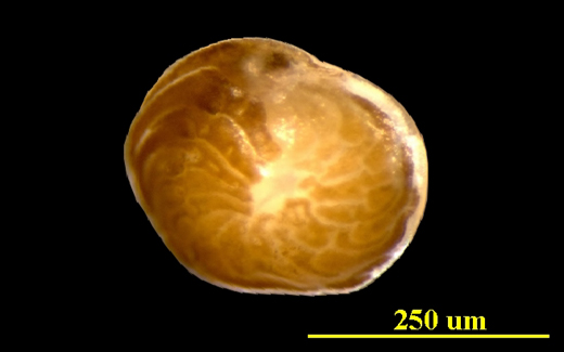 From the Florida Keys, live ventral (apertural) view, LM, X40