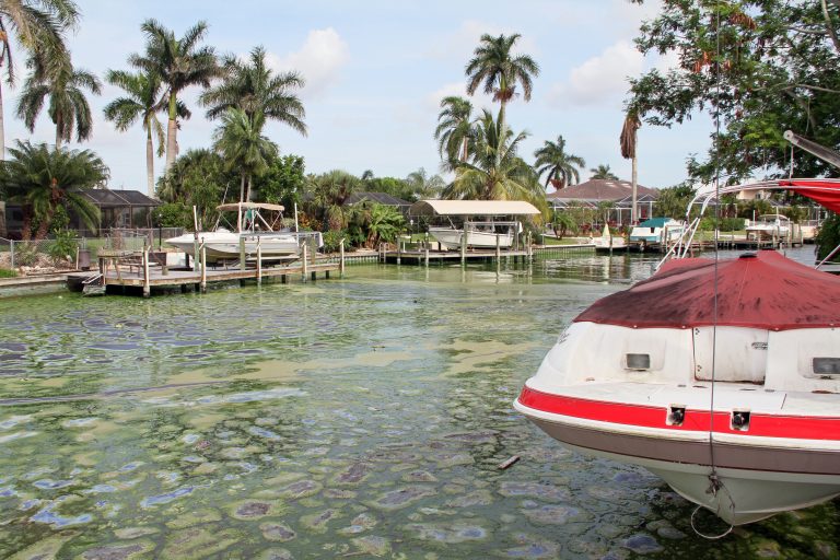 An aging, stinky Microcystis bloom coversa residential canal in Cape Coral, Florida in 2018. Credit: Brian Cousin, Florida Atlantic University’s Harbor Branch Oceanographic Institute