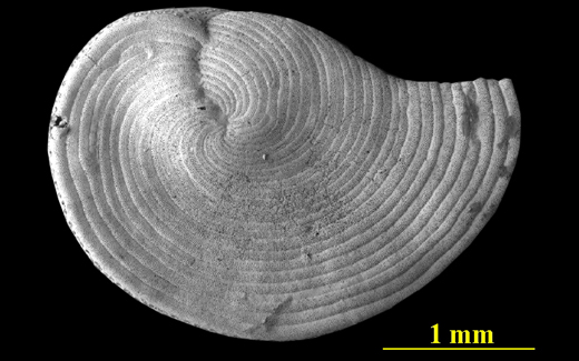 Biscayne Bay, Florida, dorsal (spiral) view, SEM, X35