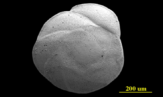 Image - Large with Caption Image Dimensions - Width: 720 px, Height: 400 px* * Recommended Height.   From the Florida Keys, dorsal (spiral) view, SEM, X150