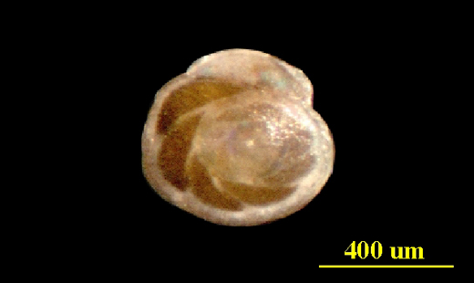 From the Florida Keys, live dorsal (spiral) view, LM, X50