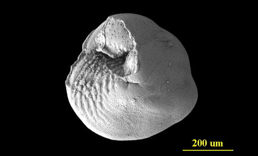 From the Florida Keys, ventral (apertural) view, SEM, X150