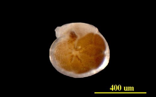From the Florida Keys, live ventral (apertural) view, LM, X50