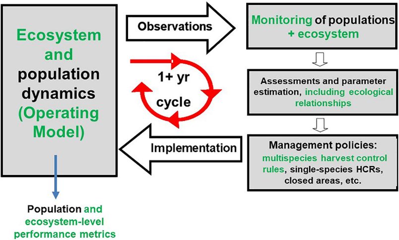 Atlantis includes a management strategy evaluation (MSE) routine (Kaplan et al. 2021).  The performance of State and Federal monitoring, assessment, and management tools can be put to the test in an MSE, with Atlantis serving as a stand-in for the actual ecosystem (i.e., the operating model).