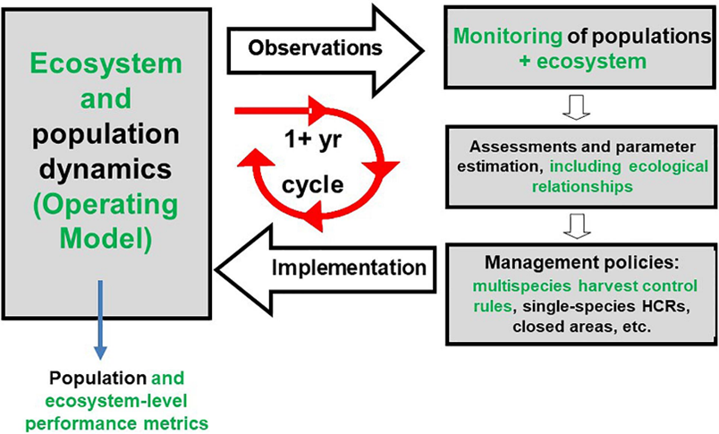 Atlantis includes a management strategy evaluation (MSE) routine (Kaplan et al. 2021). The performance of State and Federal monitoring, assessment, and management tools can be put to the test in an MSE, with Atlantis serving as a stand-in for the actual ecosystem (i.e., the operating model).