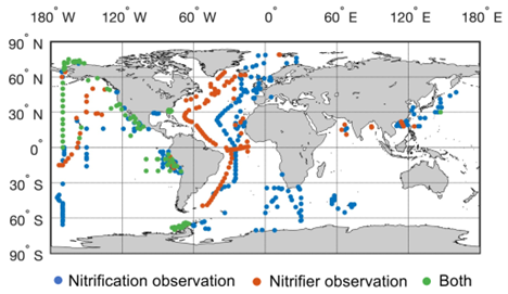 Compilation of nitrification and nitrifier observations in the global ocean