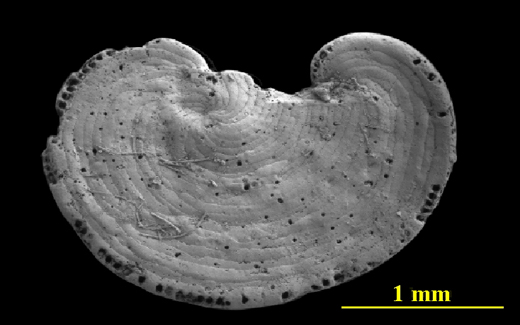 Symbiont-Bearing Miliolids