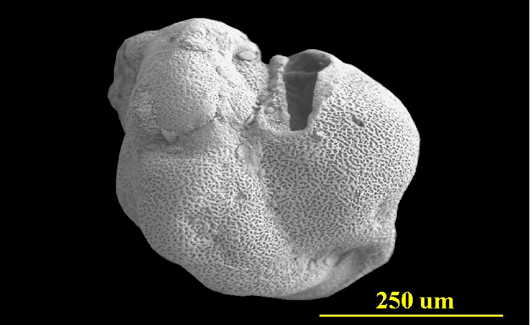 Deformed test from Biscayne Bay, Florida, side view, SEM, X250