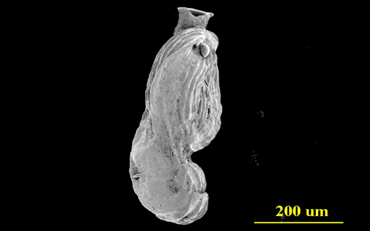 Deformed test from Biscayne Bay, Florida, side view, SEM, X150