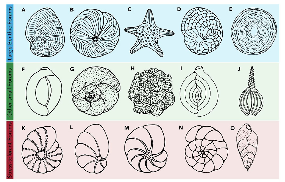 Different types of forams