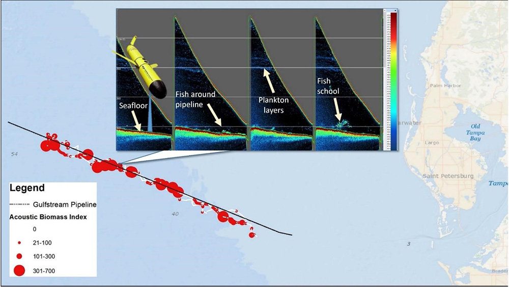 Echosounder data from a glider showing biomass on Gulfstream natural gas pipeline on West Florida Shelf.