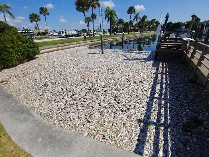 Fish kill caused by red tide in Florida in 2018. Photograph by Meaghan Faletti.