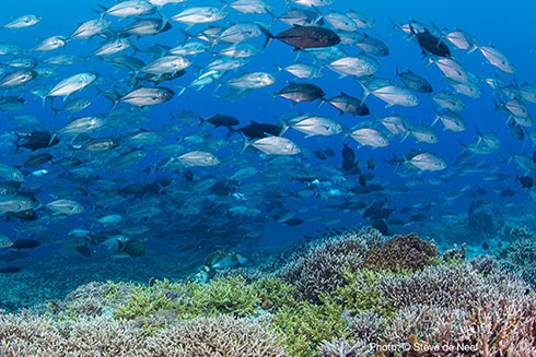 Fish shoal. Photo Credit: Steve De Neef