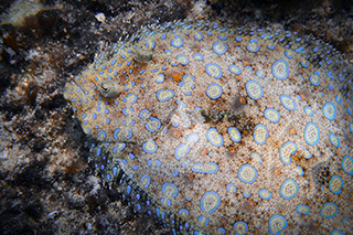 Professor Brad Seibel examined hundreds of measurements from dozens of species of flatfish, looking at their metabolic rates across various body sizes and temperatures. Credit: Ocean Image Bank / Nico Marin
