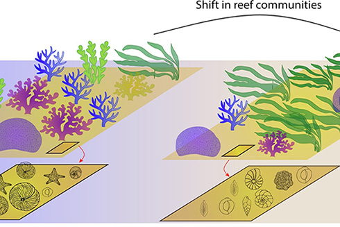 Foraminifera as bioindicators of water quality.