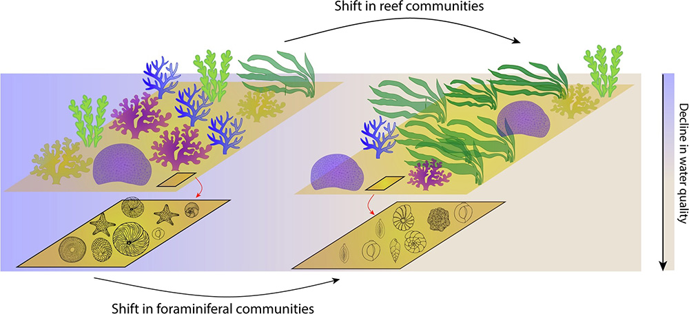 Foraminifera as bioindicators of water quality.