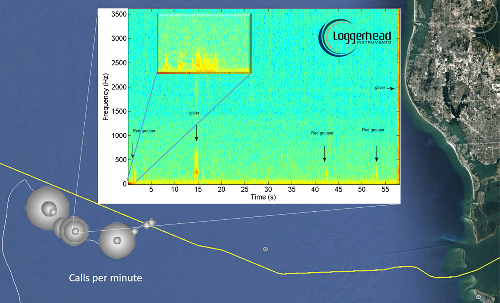 Map and spectrogram of red grouper sounds collected via a glider near the Gulfstream natural gas pipeline on the West Florida Shelf.