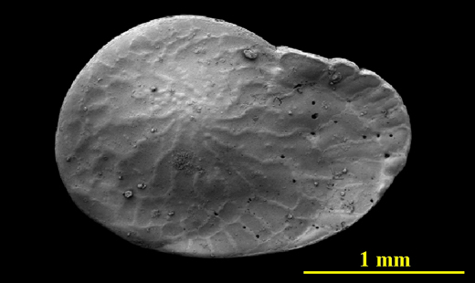 From the Florida Keys, side view, SEM, X45