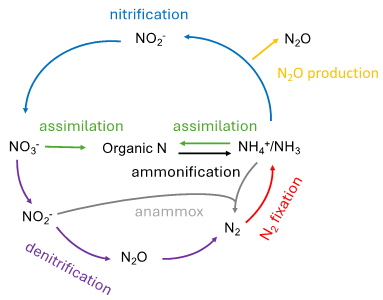 Figure caption: Major transformations in the nitrogen cycle.