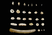 These mollusk shells were collected by divers from Florida seagrass meadows in Tampa Bay in October 2025. Such shells typically provide a record of diverse organisms that inhabited the area over hundreds of years. Invertebrate Paleontology Division, Florida Museum of Natural History
