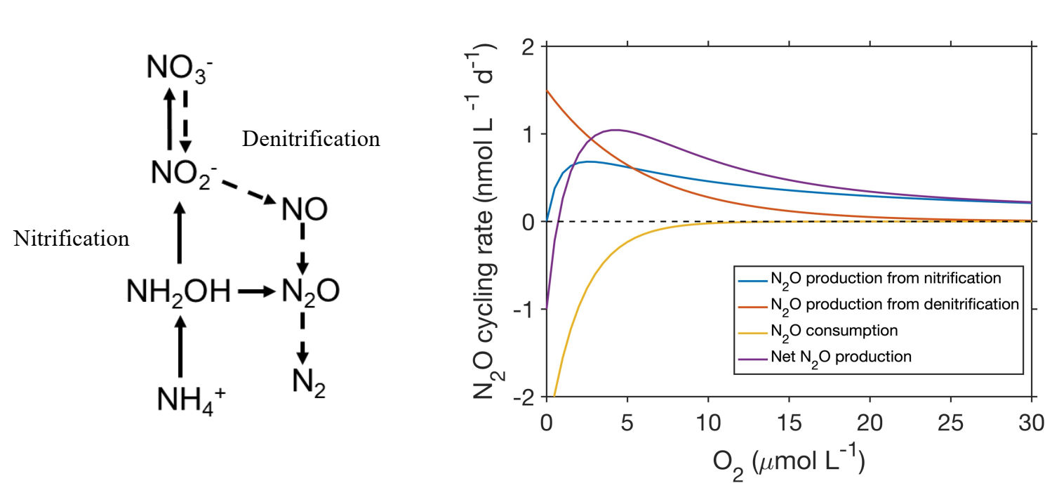 A simplified view of N2O cycling processes (left) and a schematic diagram showing the response of N2O cycling rates to oxygen concentration changes (right).