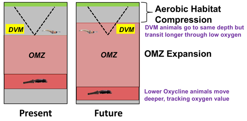 Ocean Deoxygenation