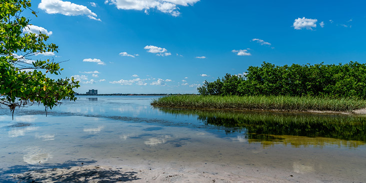 Mangrove shoreline, Coastal Resilience