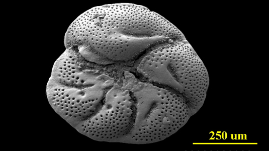 From Antigua, ventral (apertural) view, SEM, X120