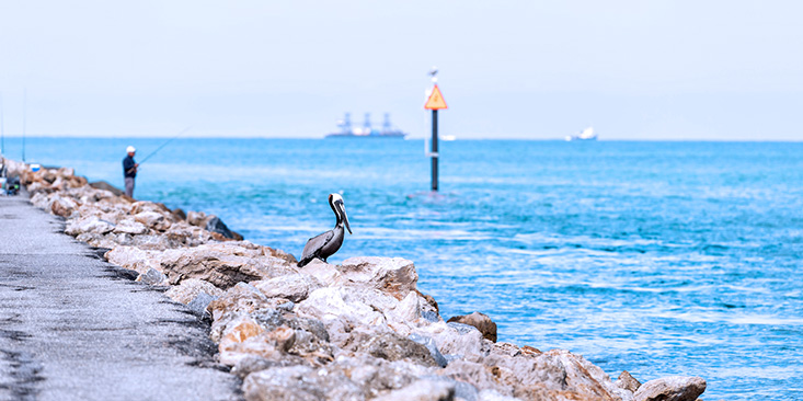 Venice, Florida pelican pier fishing
