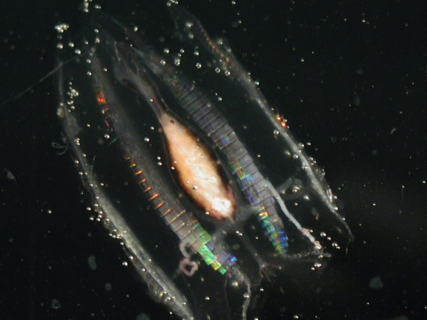 The ctenophore, Callianira antarctica, feeding on larval krill in the Southern Ocean.
