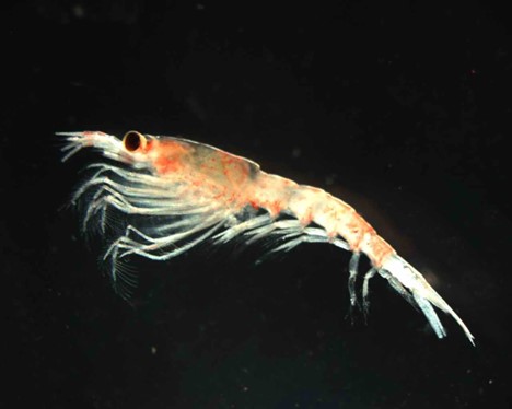 The furcilia stage of the Antarctic krill, Euphausia superba.
