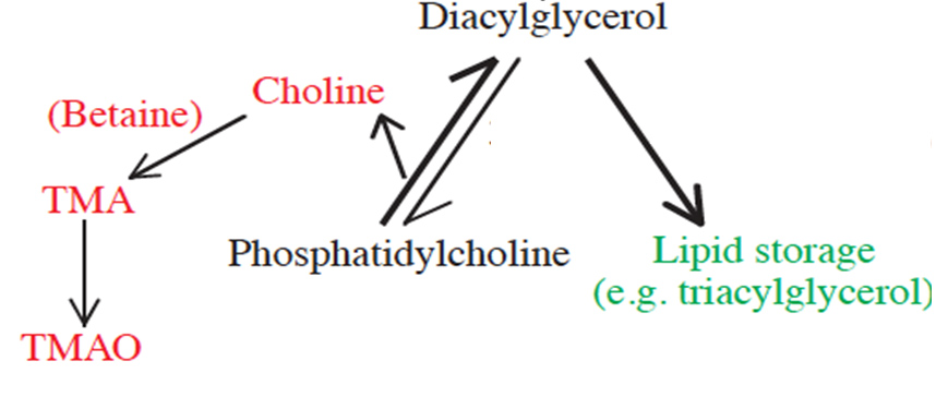 Trimethylamine Oxide