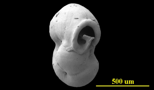 From Antigua, apertural view, SEM, X90