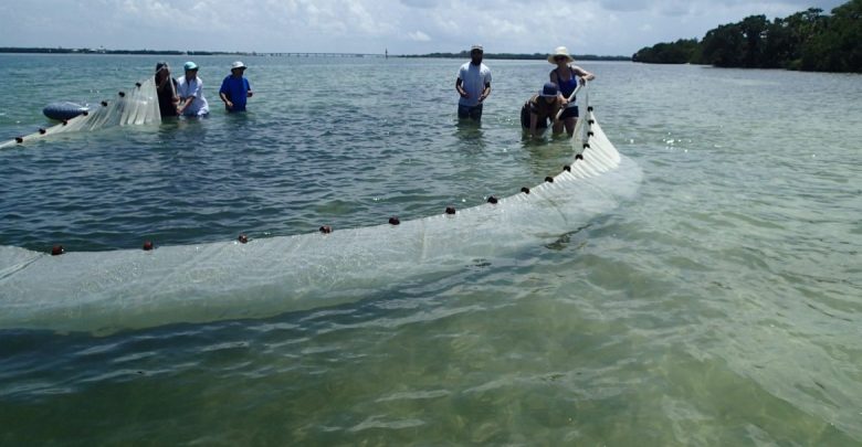 During Coastal Ecology field trips learners explore mangroves, fishes, sea grass meadows, oyster bars, and plankton communities 