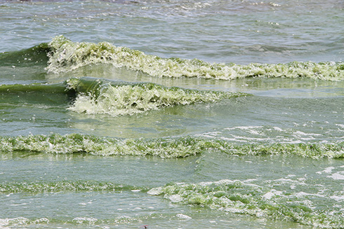 Water is thick green with Microcystis (a type of blue-green algae) in the Caloosahatchee River off North Shore Park in Fort Myers, Florida. Photo wastaken in 2018. Credit: Brian Cousin, Florida Atlantic University’s Harbor Branch Oceanographic Institute.