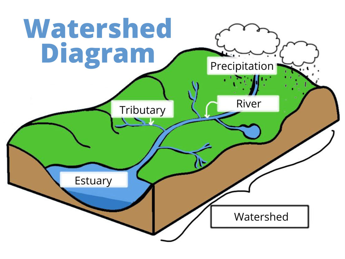 Watershed diagram by Makenzie Kerr