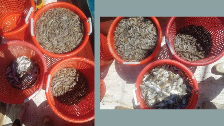 A comparison of a shrimper’s haul with (left) and without (right) the shrimp trawl bycatch reduction device. These photos reveal the drastic reduction in the amount of bycatch (small fish, in this case). Photo courtesy of Glenn Parsons.