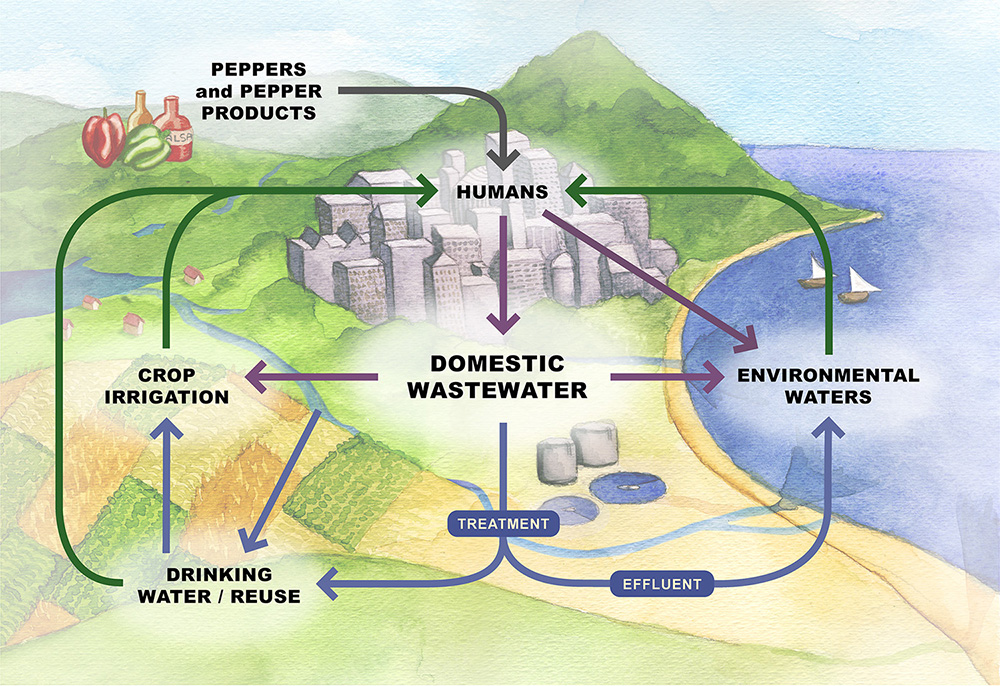 A schematic of the lifecycle of the pepper virus (PPMoV) found in human feces that could transform the way communities monitor water quality. Artwork by Anne Martin