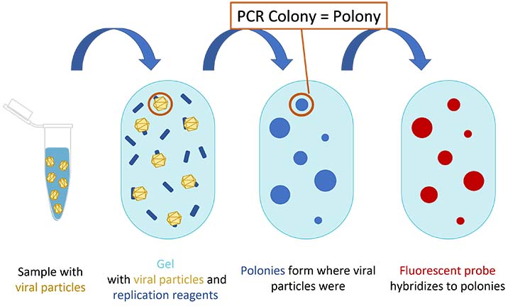 A simplified diagram of the polony method.