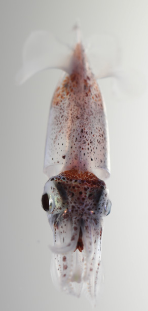 A squid, Pterygioteuthis gemmata, which vertically migrates between 250 meters (where it lives during the daytime) and 50 m (it migrates toward the surface at night). Credit Stephani Gordon, Open Boat Films.  