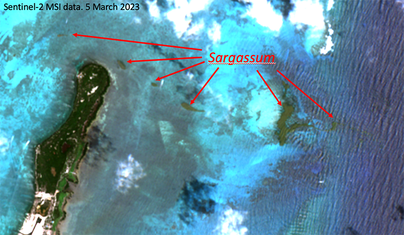 A true color image from the Sentinel-2 satellite depicting Sargassum (green patches) near Caye Caulker, Belize in March 2023. The biggest patch measured about 10 acres. Photo credit: Chuanmin Hu. 