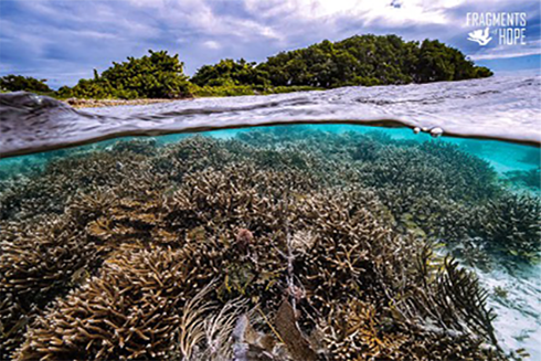 Active coral restoration at Laughing Bird Caye National Park in Belize