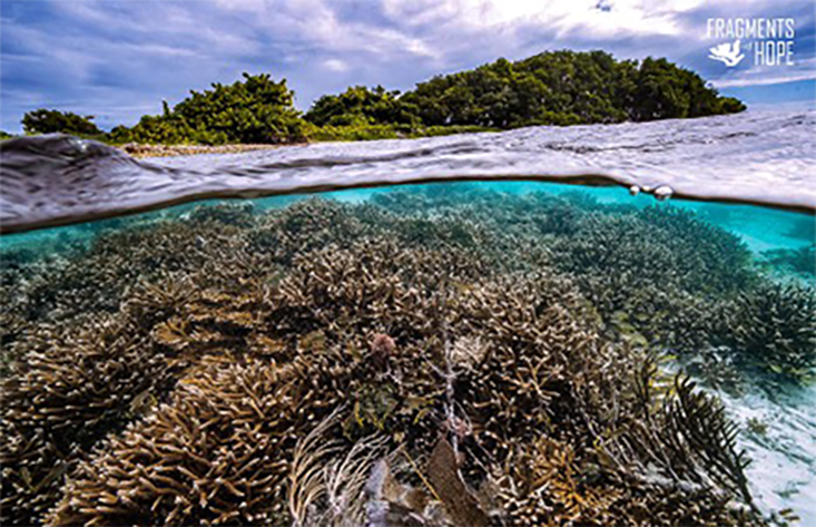 Active coral restoration at Laughing Bird Caye National Park in Belize