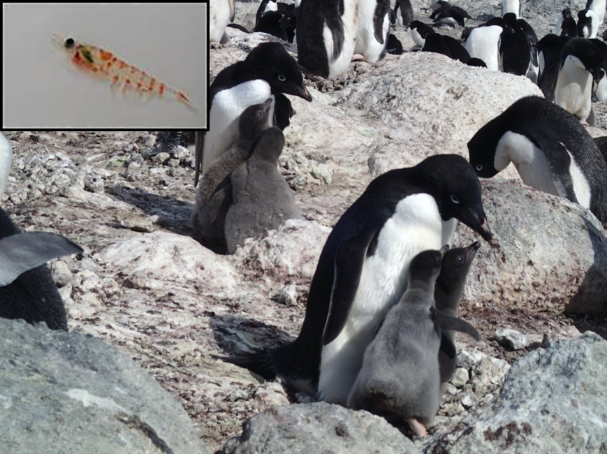 Adélie penguins feed their chicks by regurgitating the food they captured in the water column at the ice edge. Euphausia crystallorophias (crystal krill) shown in the inset is about 1.5 inches long and is one of the primary prey of penguins. Photo credit: Kendra Daly.