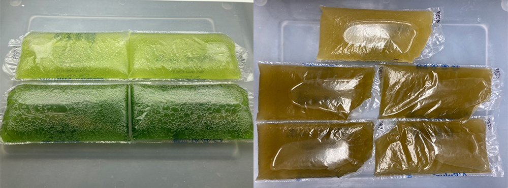 Algae images