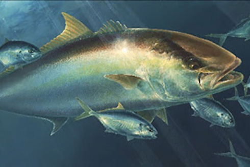 A stunning painting of Amberjack by Diane Peebles. © Diane Rome Peebles.