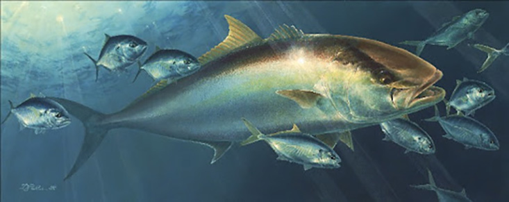 A stunning painting of Amberjack by Diane Peebles. © Diane Rome Peebles.