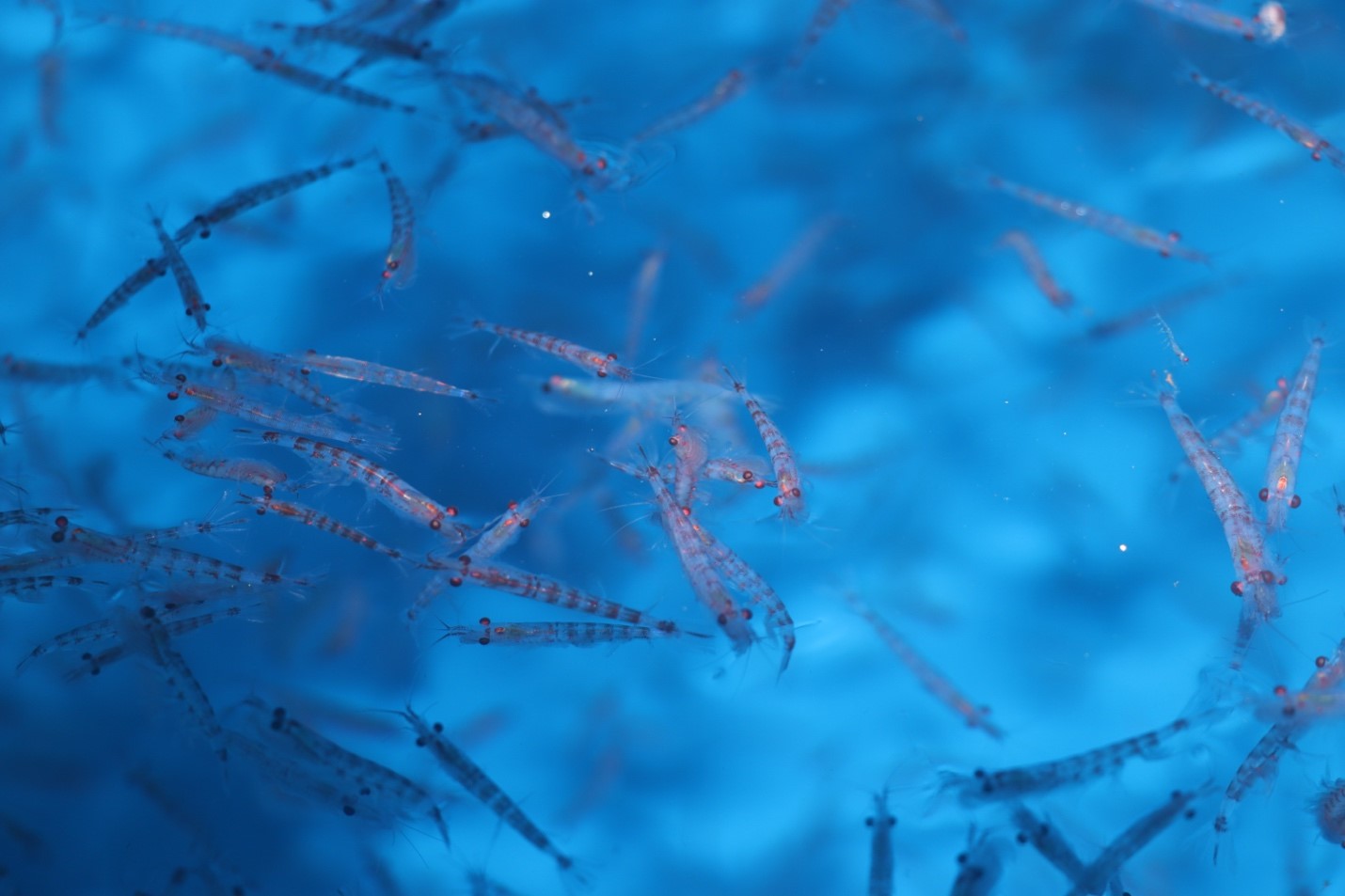 Antarctic krill, the foundation of the Southern Ocean food web. 