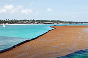 Researchers: April sargassum bloom largest ever recorded